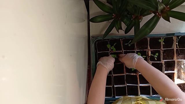 #Пикировка баклажан смотреть онлайн