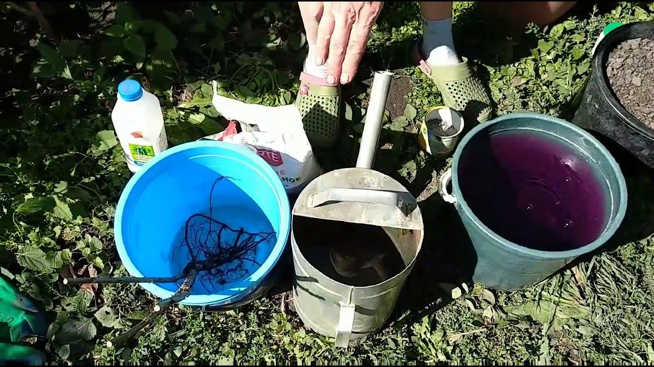 Как сажать розы осенью смотреть онлайн