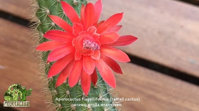 ไม้หนามกระถางแขวนดอกสีสวยสด Aporocactus flagelliformis (rattail cactus) หางหนู,หางลิง| MookCactus смотреть онлайн