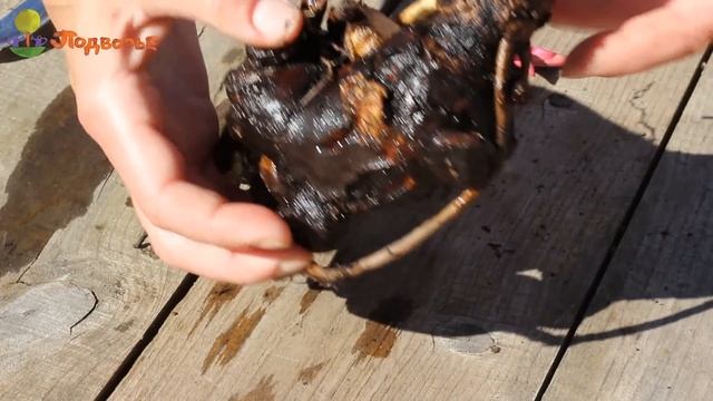 Агротехника древовидных пионов