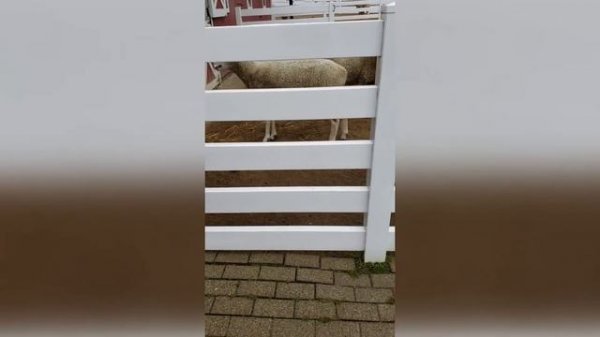 Funniest Kids And Animals Compilation Ever | Funny Pet Videos