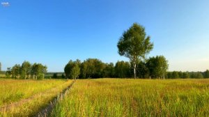 Расслабляющее пение утренних птиц на красивом летнем лугу. 3 часа видео в 4K.