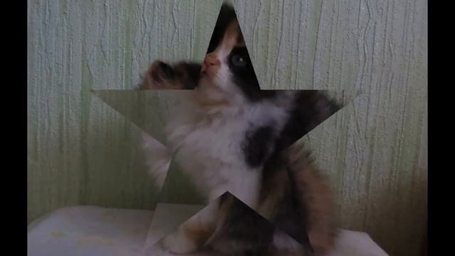 Чудесные малыши для Вас смотреть онлайн