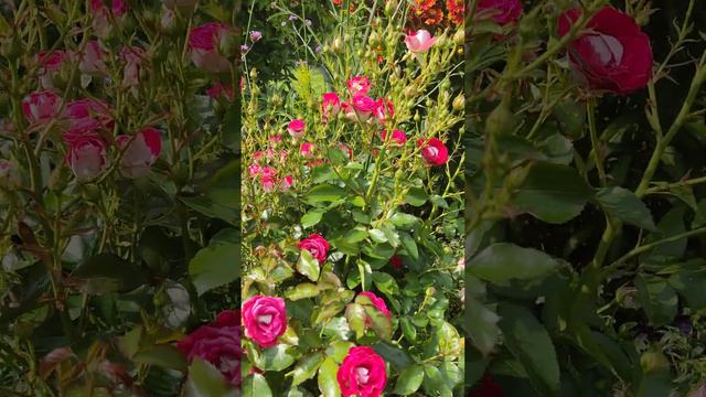 роза Шоне Кобленцерин, сезон 2023 #mygardenflowers смотреть онлайн