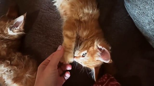 Маленький котенок ЛАКИ ? Котенок мейн-кун 1,5 месяца смотреть онлайн