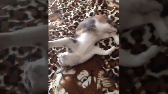 В МОЕМ ДОМЕ ЖИВЕТ РЫСЬ смотреть онлайн