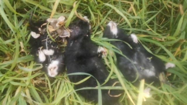 Победа над карбышами!