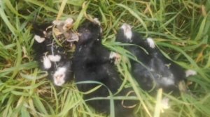 Победа над карбышами!