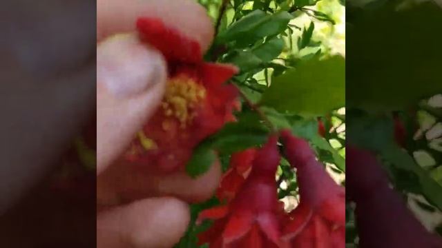 опыление граната смотреть онлайн