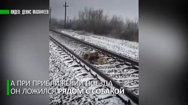 Самые верные и преданные собаки - это дворняги смотреть онлайн