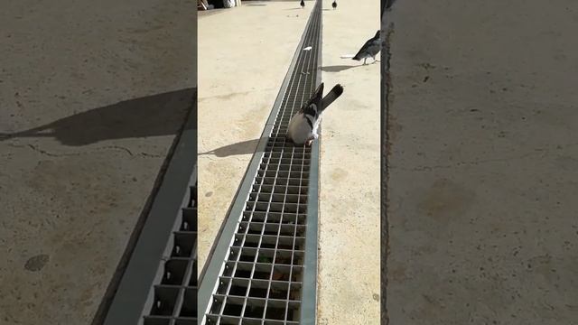 Try not to laugh pidgeon challange | impossible ? смотреть онлайн