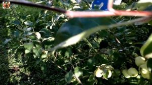 Обзор яблонь Янтарь и Папироянтарное.