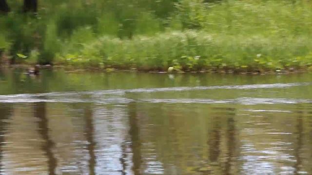 Утки мандаринки на Фанзаводе. Владивосток смотреть онлайн