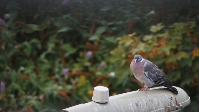 Canon 1D Mark IV in 2022: Video Test on a Pigeon смотреть онлайн