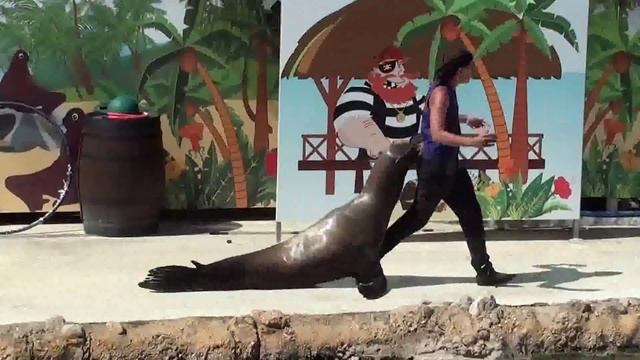 El náufrago, Aqua Natura, Benidorm 2013 смотреть онлайн