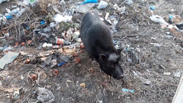 Кабан на мусорке п. Нерль