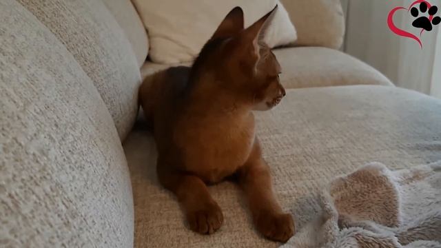 Абиссинский котенок. Окрасы абиссинских кошек. Colors of Abyssinian cats. смотреть онлайн