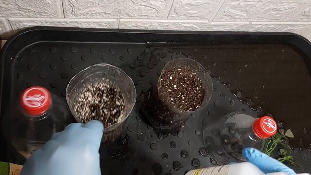 КАК УКОРЕНИТЬ РОЗУ ..КРАТКО О ЧЕРЕНКОВАНИИ.. смотреть онлайн