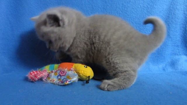 Купить британского котенка. Из питомника. смотреть онлайн