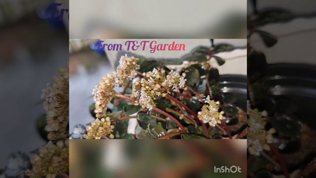 My Smoking Plant !!! Pellionia смотреть онлайн