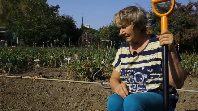 Как посадить ИТО-пион Бартзелла? / Сад Ворошиловой смотреть онлайн