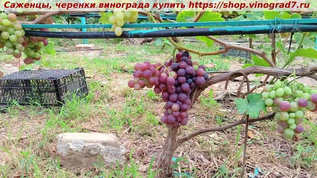 Парад сортов на 27.07.24 года - виноград КЛАСС окрашивание, созревание, характеристики. смотреть онлайн