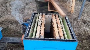 Выпускаем маток из изолятора весной Часть 1 2023 март 21