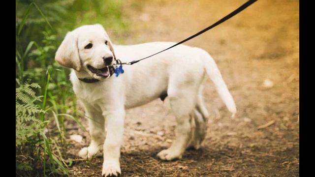 3 версии о происхождении породы Лабрадор смотреть онлайн