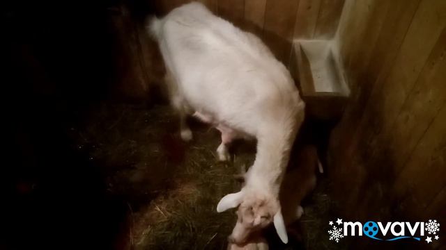 🔴Три окота за один день! Семь козлят! Люблю своих козочек👏👏👏🔴 смотреть онлайн