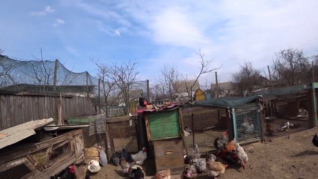 Шукаю цесаря, збираю яйця. Обхід птиці смотреть онлайн
