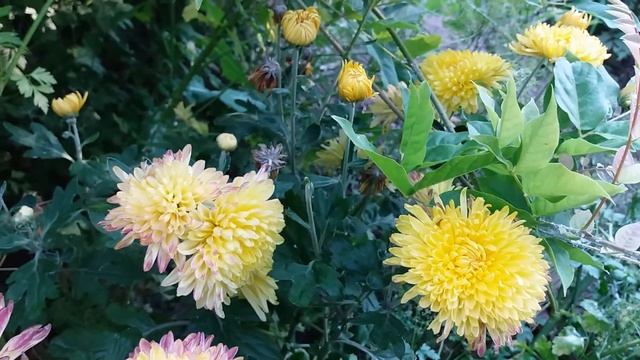 Летнецветущая хризантема смотреть онлайн