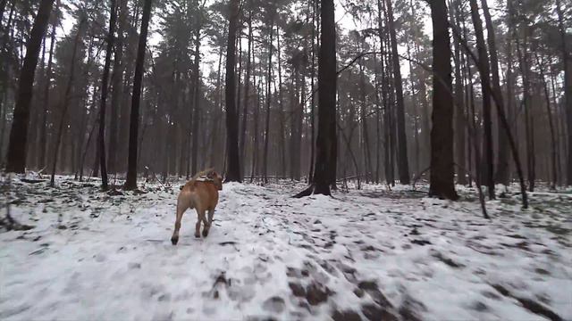 Stafford 4k