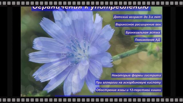 Цикорий - польза или вред