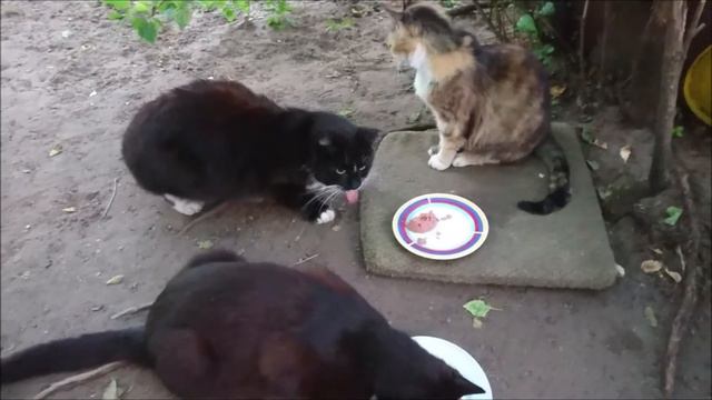 КОШАЧИЙ УЖИН. смотреть онлайн