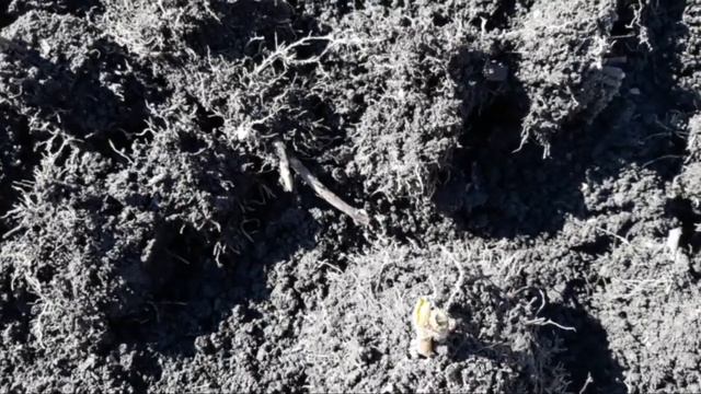 Гортензия крупнолистная.Третий год жду цветения. смотреть онлайн