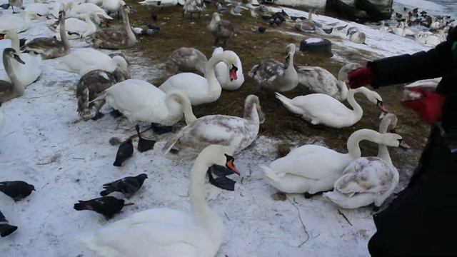 Лебеди в Балтийске смотреть онлайн