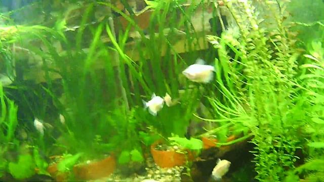 Тест экшн-камеры с картой памяти Sandisk 10-го класса. Отлично для дешевой камеры) смотреть онлайн