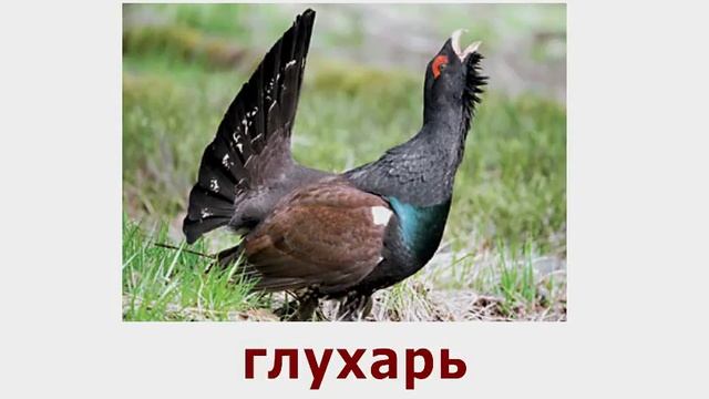 "Кто из птиц как голос подаёт?" Логопедическое задание смотреть онлайн