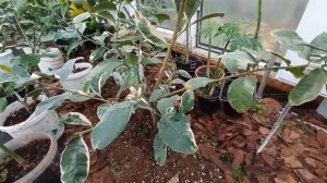 Лимон Эврика вариегатный.