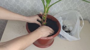 Пальма Вашингтония Нитьеносная из семян. Уход в домашних условиях. Пересадка. Описание. Особенности