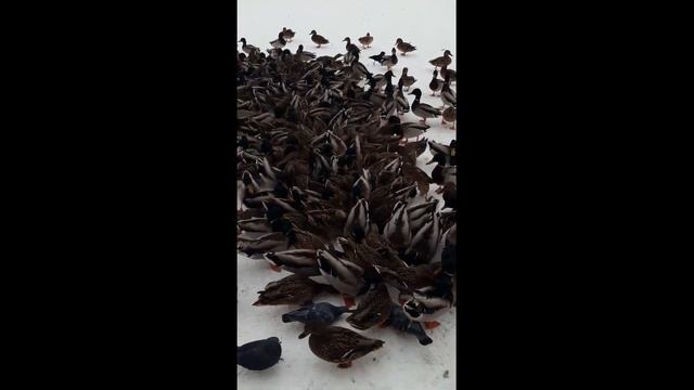 Где зимуют дикие утки В Тамбове смотреть онлайн