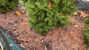 Мульчирую туи