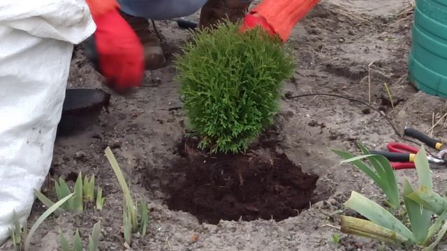 Как сажать тую западную Тини Тим смотреть онлайн