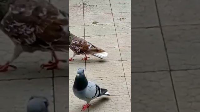 Армянские голуби!!! АРМЕНИЯ. Armenian Pigeons!!! ARMENIA.