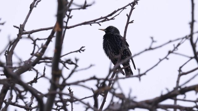 Голос вечер ветки Канюк и др TelingaDT4k60f30март КП55с смотреть онлайн