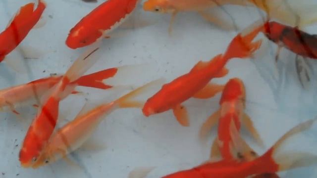 Кометы вуалевые и шубункины производители смотреть онлайн