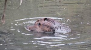 Бобры браться и сестры играют в воде.mp4