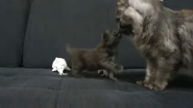 котенку 3 недели смотреть онлайн