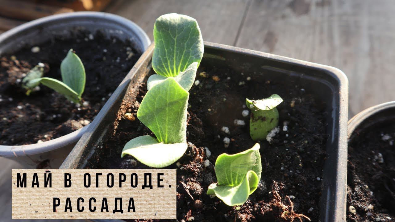 Огород и рассада в мае / Влог 14 смотреть онлайн