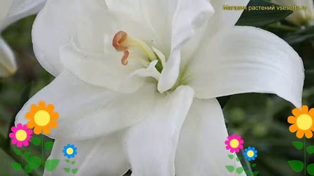 Лилия Аннамери дрим. Краткий обзор, описание характеристик, где купить луковицы Annemaries Dream смотреть онлайн